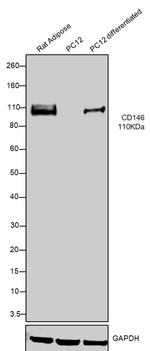 CD146 Antibody in Western Blot (WB)