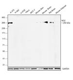 NG2 Antibody in Western Blot (WB)