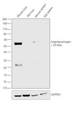 Angiotensinogen Antibody in Western Blot (WB)