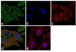 WNT4 Antibody in Immunocytochemistry (ICC/IF)