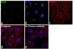 PCM1 Antibody in Immunocytochemistry (ICC/IF)