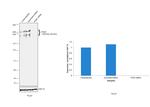 PCM1 Antibody in Western Blot (WB)