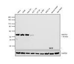 WWTR1 Antibody