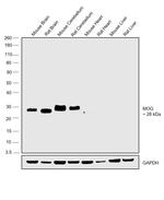 MOG Antibody