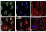 H2A.ZK7ac Antibody