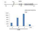 H2A.ZK7ac Antibody