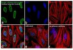 H3K14ac Antibody