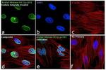 H3K18ac Antibody