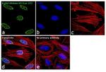 H3K27ac Antibody in Immunocytochemistry (ICC/IF)