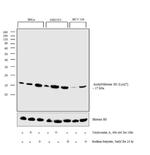 H3K27ac Antibody in Western Blot (WB)