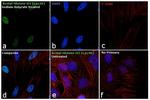 H3K36ac Antibody