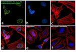 H3K4ac Antibody