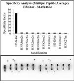 H3K4ac Antibody