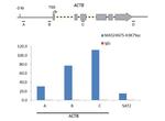 H3K79ac Antibody in ChIP Assay (ChIP)