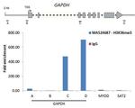 H3K36me3 Antibody