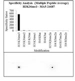 H3K36me3 Antibody in Peptide array (ARRAY)
