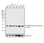 H3K36me3 Antibody in Western Blot (WB)