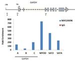 Histone Macro-H2A.1 Antibody in ChIP Assay (ChIP)