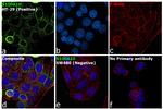 S100A10 Antibody