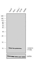 S100A10 Antibody