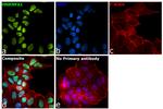 hnRNP A1 Antibody in Immunocytochemistry (ICC/IF)