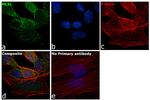 MLKL Antibody in Immunocytochemistry (ICC/IF)