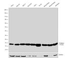 TOMM20 Antibody in Western Blot (WB)