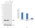 TOMM20 Antibody in Western Blot (WB)