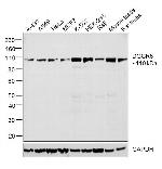 DGCR8 Antibody in Western Blot (WB)