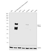 SOX17 Antibody in Western Blot (WB)