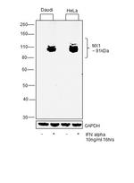 MX1 Antibody in Western Blot (WB)