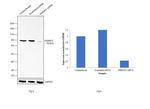 Kindlin 2 Antibody in Western Blot (WB)