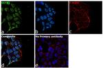 SATB1 Antibody in Immunocytochemistry (ICC/IF)