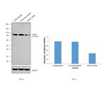 SATB1 Antibody in Western Blot (WB)