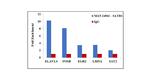 SATB1 Antibody in ChIP Assay (ChIP)