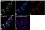 SATB1 Antibody in Immunocytochemistry (ICC/IF)