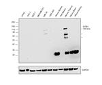 SATB1 Antibody in Western Blot (WB)