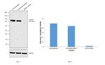 SATB1 Antibody in Western Blot (WB)