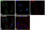 Cytochrome P450 Reductase Antibody in Immunocytochemistry (ICC/IF)