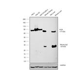 Cytochrome P450 Reductase Antibody in Western Blot (WB)