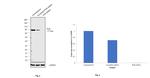 Cytochrome P450 Reductase Antibody in Western Blot (WB)