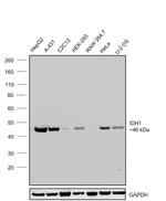 IDH1 Antibody in Western Blot (WB)