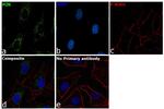 Cytochrome P450 Reductase Antibody in Immunocytochemistry (ICC/IF)