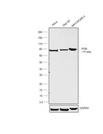 Cytochrome P450 Reductase Antibody in Western Blot (WB)