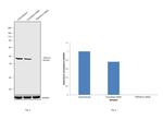 PRKAR1A Antibody