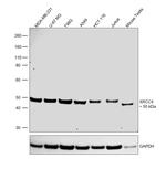 XRCC4 Antibody in Western Blot (WB)