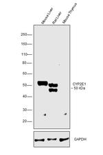 CYP2E1 Antibody