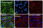 IFIT3 Antibody in Immunocytochemistry (ICC/IF)