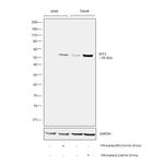 IFIT3 Antibody in Western Blot (WB)