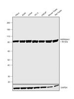 HSP90 alpha Antibody in Western Blot (WB)